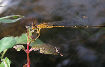 Damselfly27T.jpg"