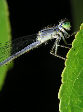 Damselfly28T.jpg"