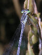 Damselfly29T.jpg"