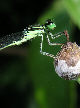 Damselfly31T.jpg"