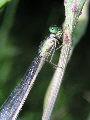 Damselfly32T.jpg"