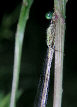 Damselfly33T.jpg"