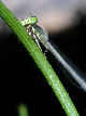 Damselfly34T.jpg"