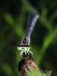 Damselfly35T.jpg"