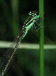 Damselfly37T.jpg"