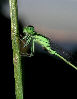 Damselfly4T.jpg"