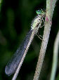 Damselfly5T.jpg"