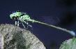 Damselfly6T.jpg"