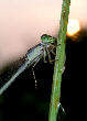 Damselfly7T.jpg"