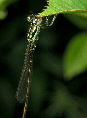 Damselfly8T.jpg"