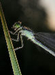 Damselfly9T.jpg"