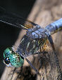 Dragonfly10T.jpg"