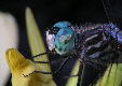 Dragonfly16T.jpg"