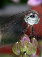 Dragonfly18T.jpg"