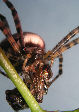 Gardenspider1T.jpg"