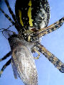 Gardenspider2T.jpg"