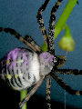 Gardenspider3T.jpg"