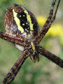 Gardenspider4T.jpg"