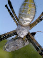 Gardenspider5T.jpg"