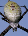 Gardenspider6T.jpg"