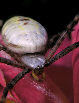 Gardenspider7T.jpg"