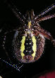 Gardenspider8T.jpg"