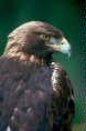 Goldeneagle.jpg"