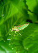 Lennonleafhopper10T.jpg"