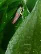 Lennonleafhopper11T.jpg"