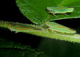 Lennonleafhopper12T.jpg"