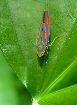 Lennonleafhopper13T.jpg"