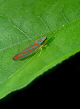 Lennonleafhopper14T.jpg"