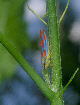 Lennonleafhopper15T.jpg"