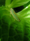 Lennonleafhopper17T.jpg"