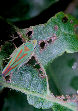 Lennonleafhopper18T.jpg"