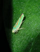 Lennonleafhopper19T.jpg"