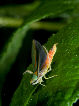 Lennonleafhopper20T.jpg"