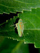 Lennonleafhopper21T.jpg"