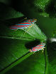 Lennonleafhopper22T.jpg"