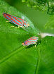 Lennonleafhopper23T.jpg"