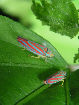 Lennonleafhopper24T.jpg"