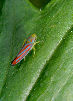 Lennonleafhopper26T.jpg"