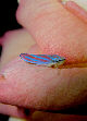 Lennonleafhopper2T.jpg"