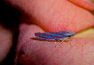 Lennonleafhopper4T.jpg"