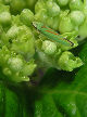 Lennonleafhopper5T.jpg"