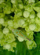 Lennonleafhopper6T.jpg"