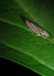 Lennonleafhopper7T.jpg"