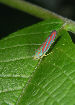 Lennonleafhopper8T.jpg"