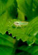 Lennonleafhopper9T.jpg"