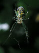 Miscspider38T.jpg"